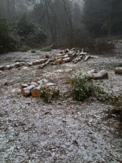 Trees cleared ready for burning (1)